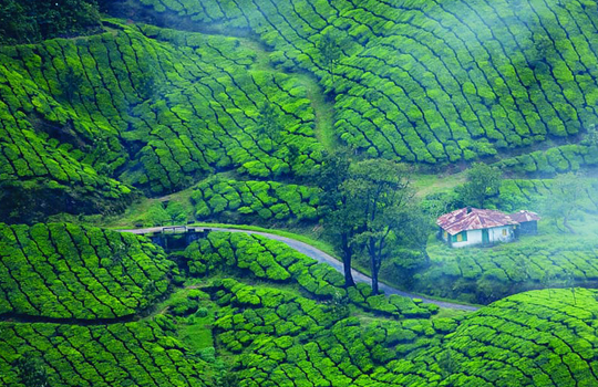 Munnar Destination